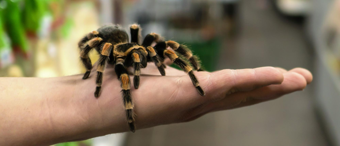 Imported Insects as Exotic Pets: Yay or Nay?