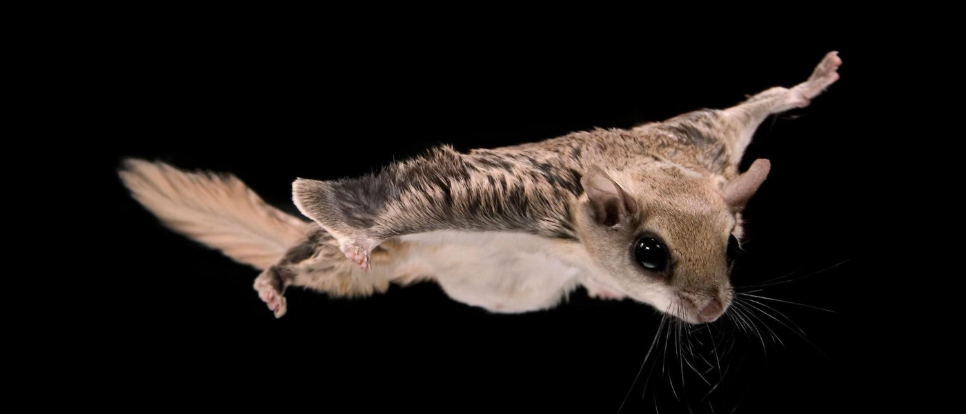 It's a Bird, It's a Plane, Nope, It's a Flying Squirrel