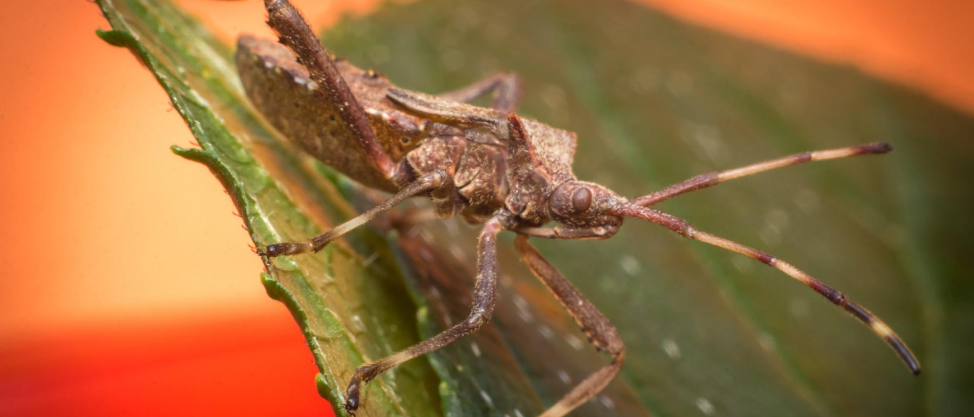 Keeping Squash Bugs Out of Your Pumpkin Patch 