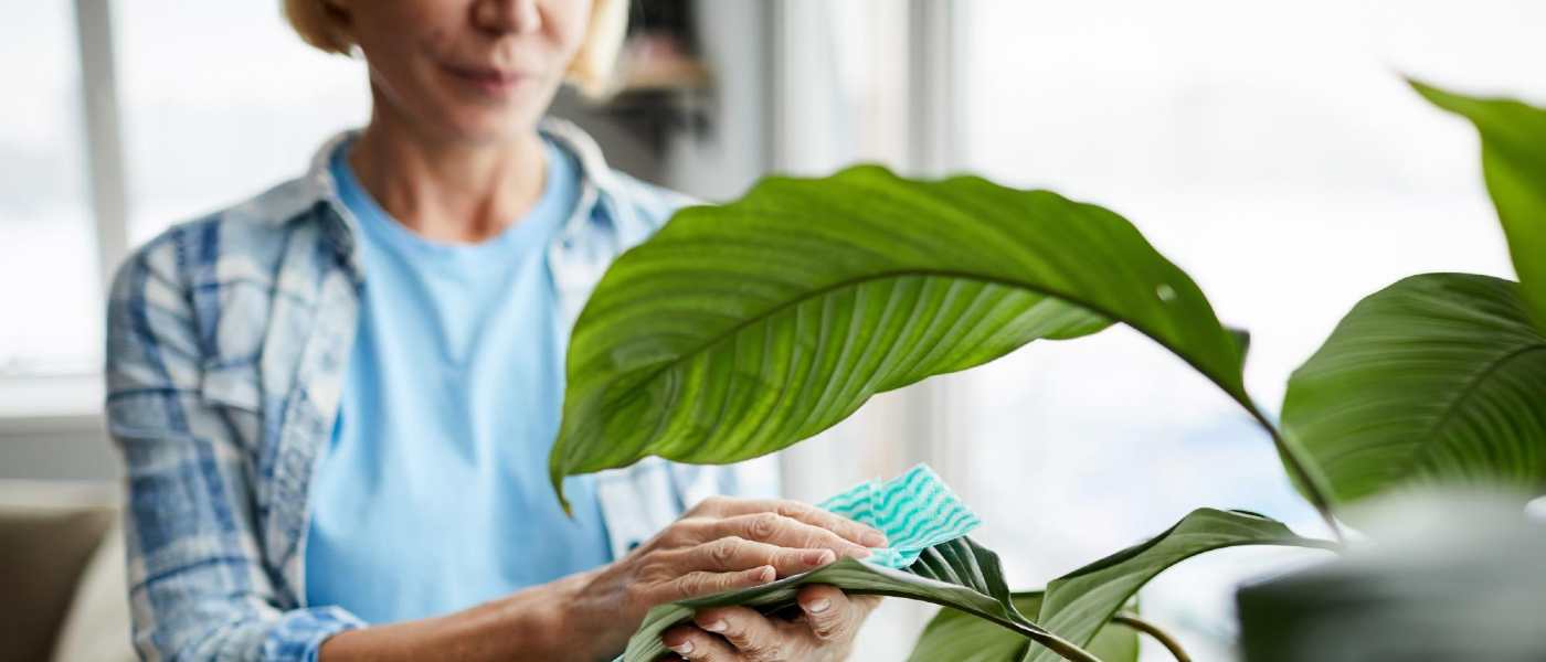 Woman taking care to keep her houseplant free from pests