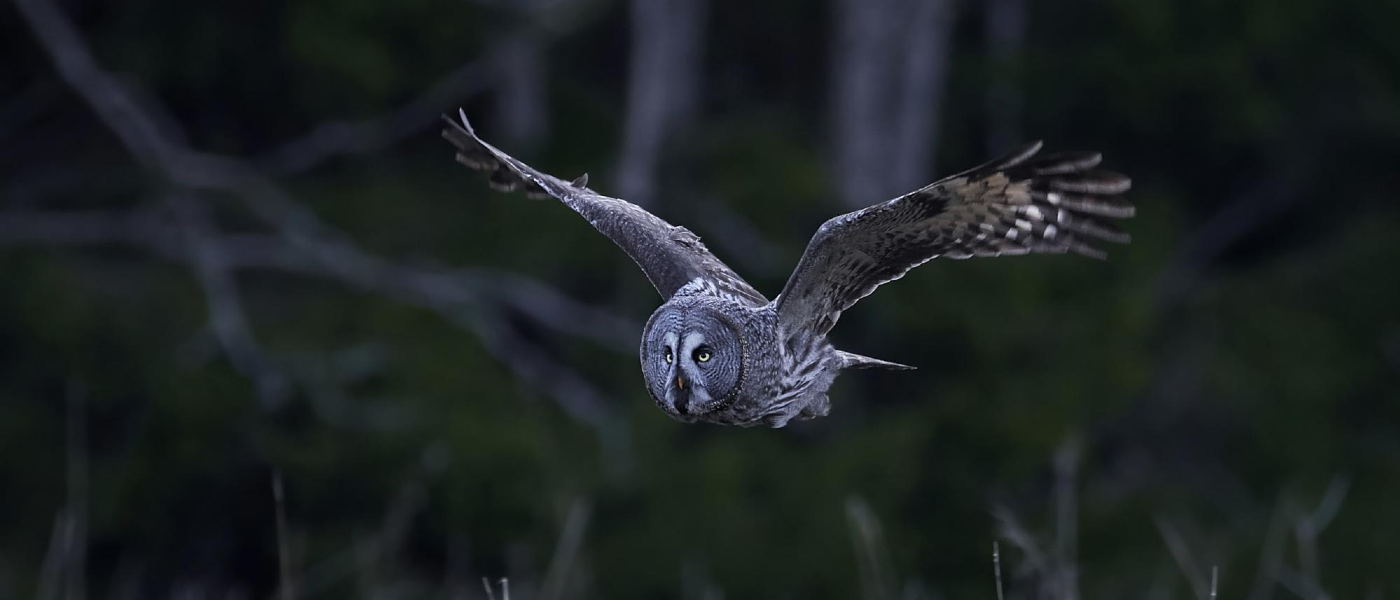 An owl in flight, hunting prey