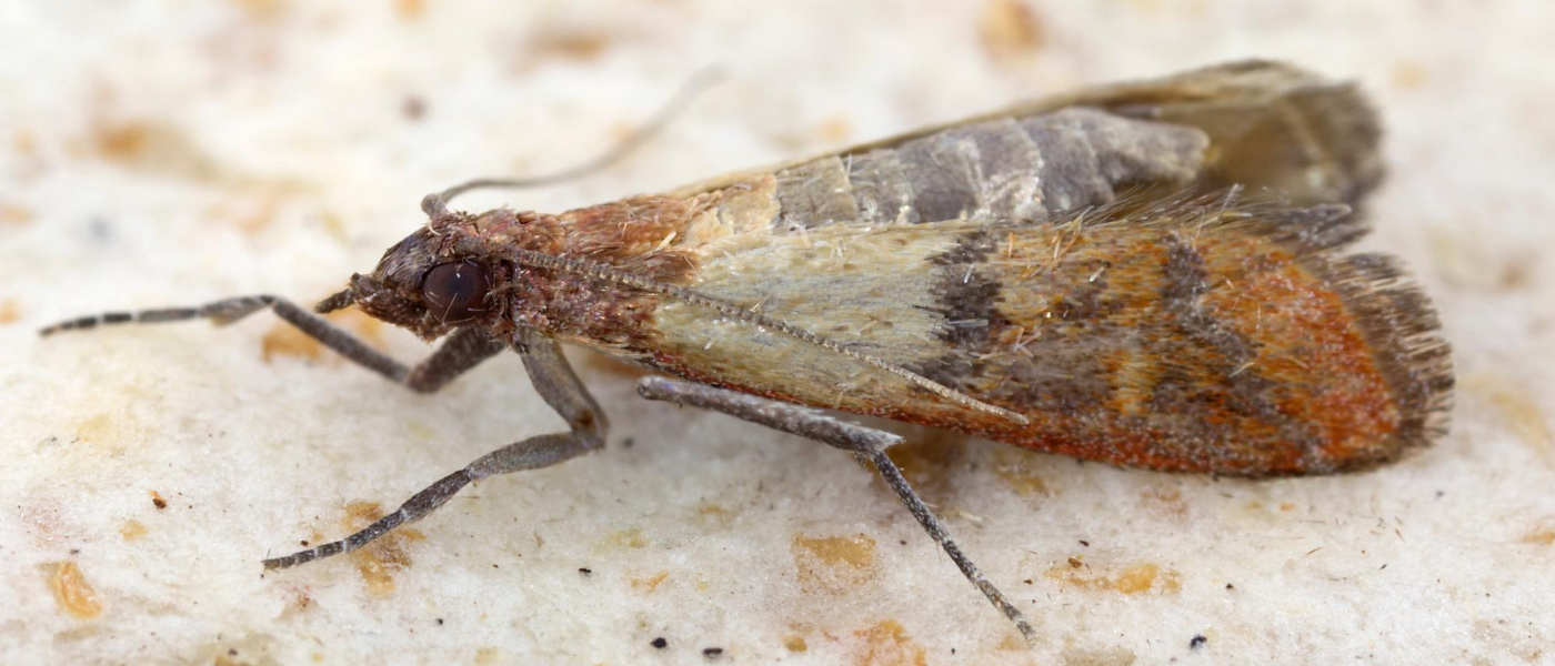 Moths in Your Pantry? Here's What to Do.