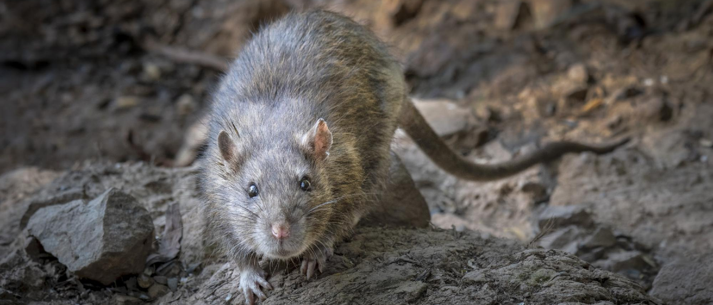 The Norway rat, a common rodent in New England