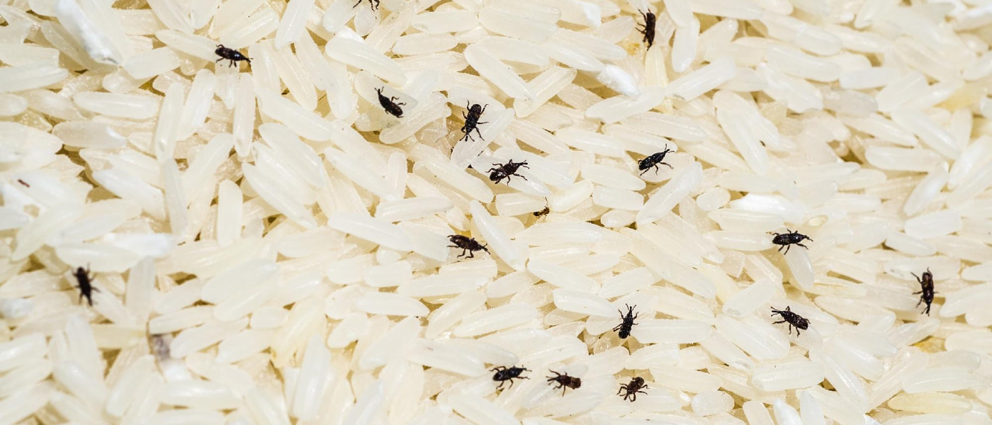 Insects hatching on rice in a residential home