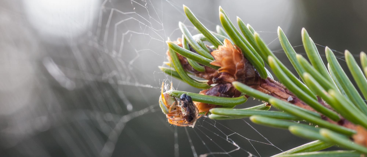 An insect on a Christmas-style evergreen tree for pest prevention