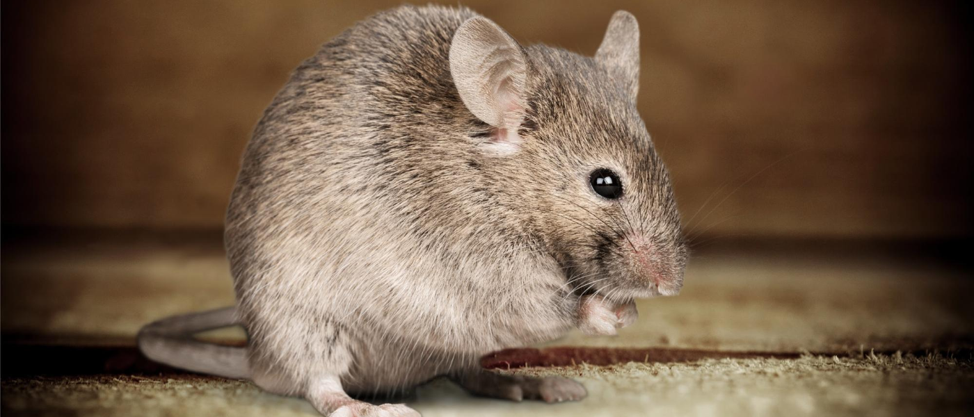 Reservation for a Rat or Mouse? How to Identify Unwanted Patrons