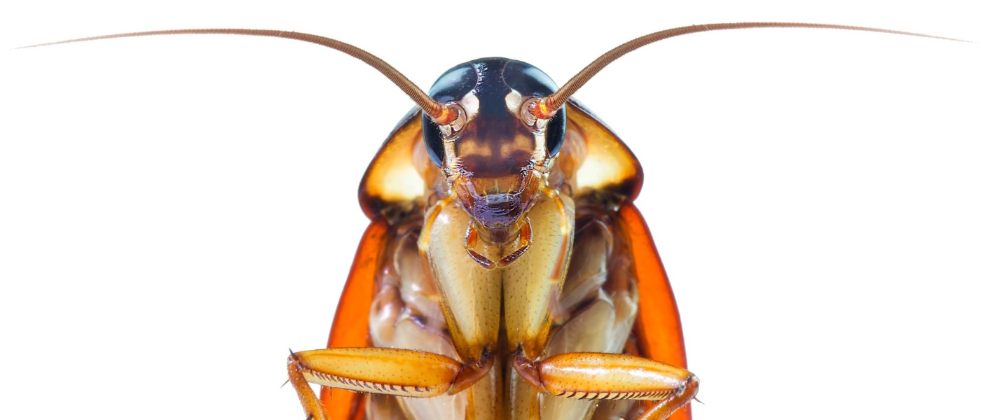 Roaches: When to Ignore them and When to Call the Pros
