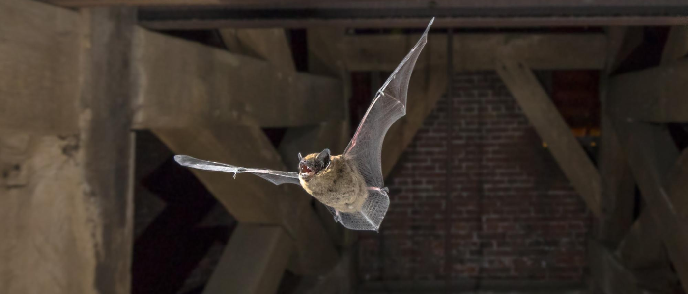 Scratching In The Attic Now What Jp Pest Services