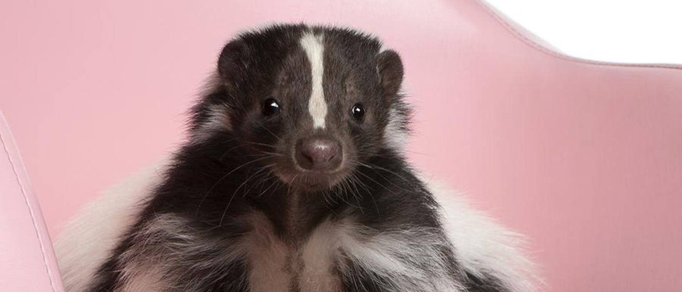 Skunks, Love and Roadkill: It's February in New England