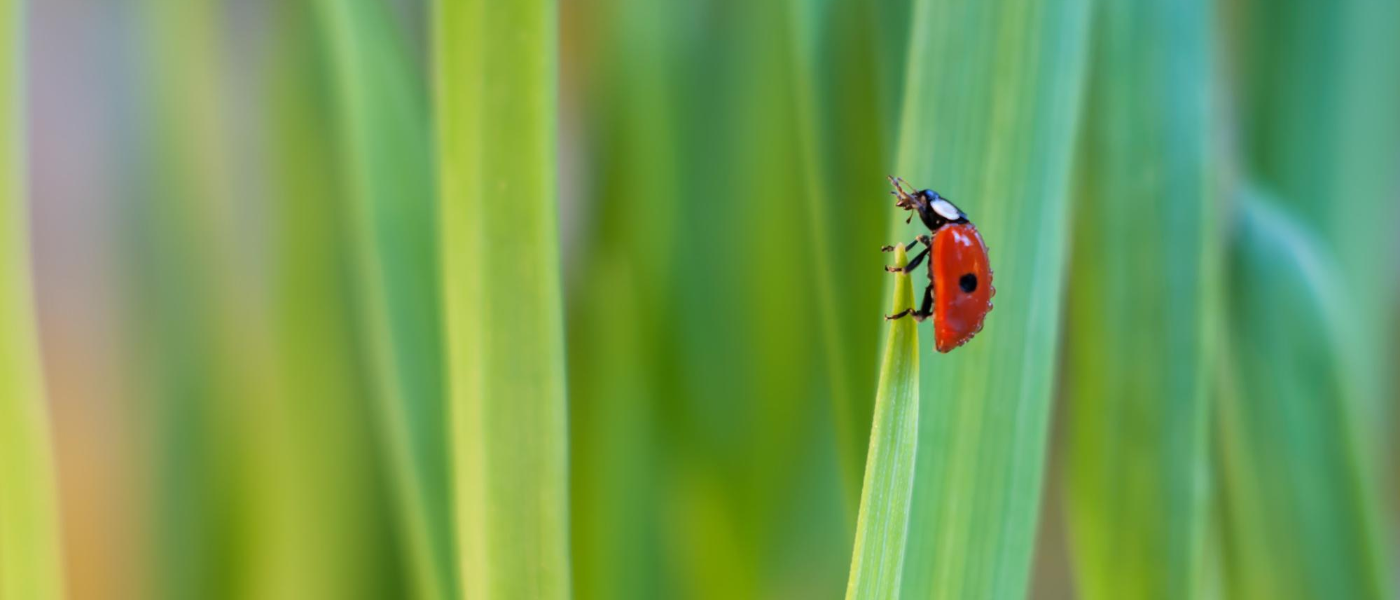 Do Lady Bugs Bite?, Blog