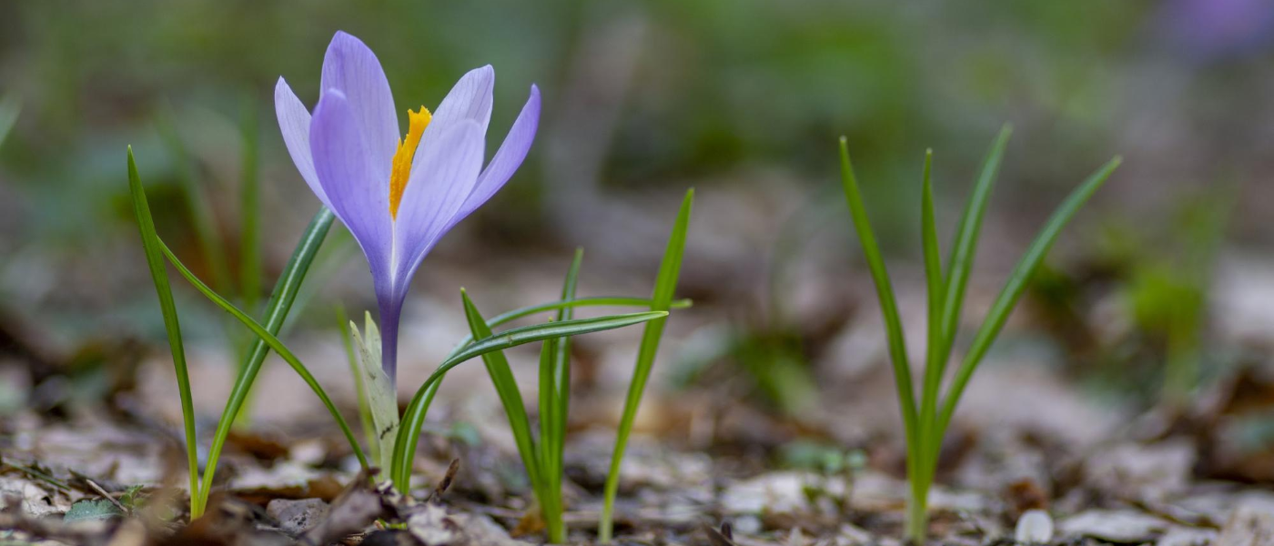 Springtime Pests aka The Awakening