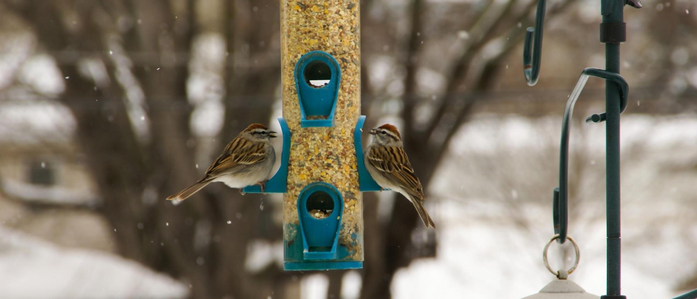 Squirrels Aren't the Only Bird Seed Bandits