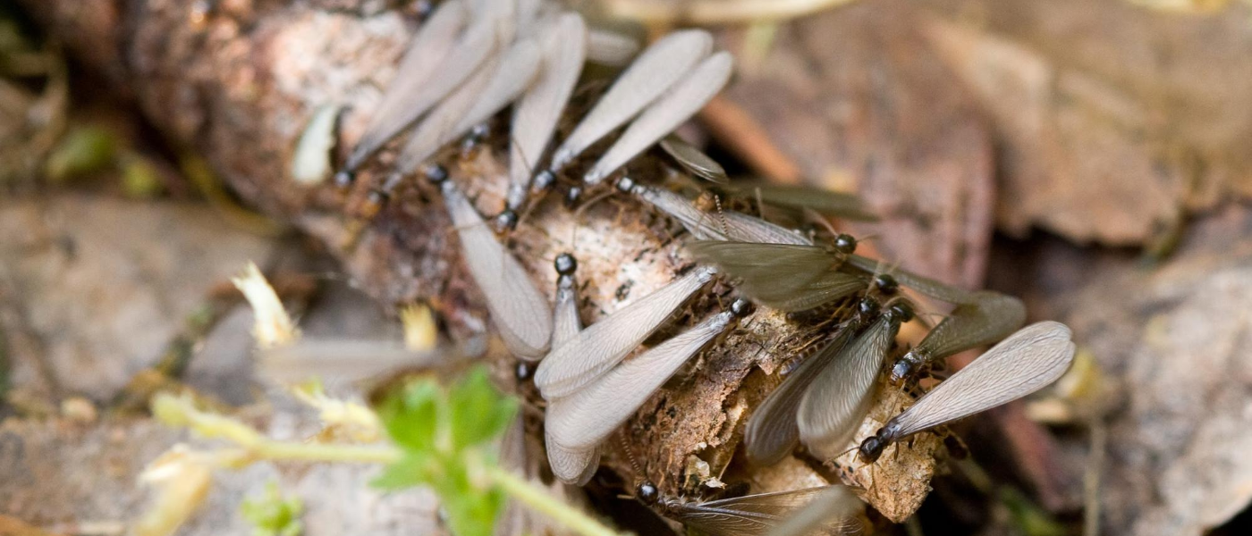 Swarming Season Has Arrived Termite 101