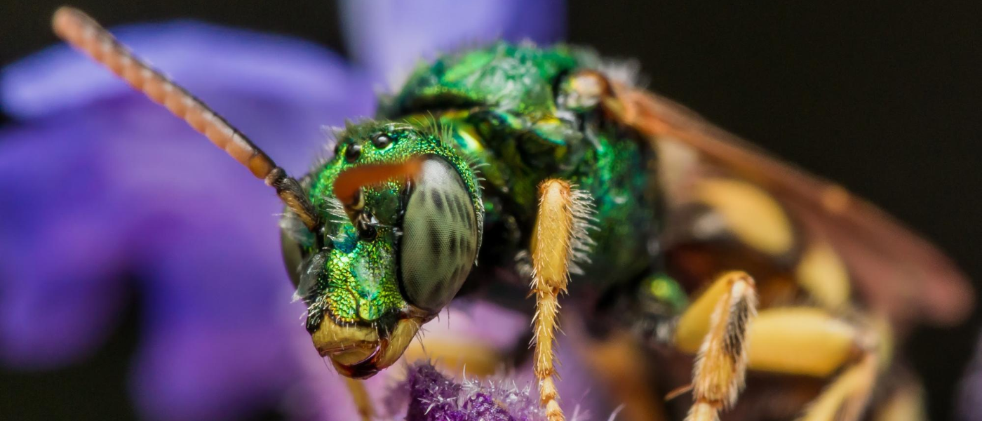 Taking a Look at Lone Bees 