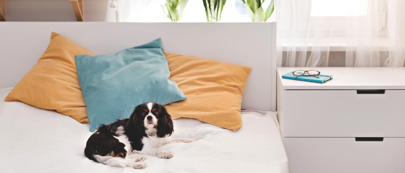 Image of a small dog on top of a bed