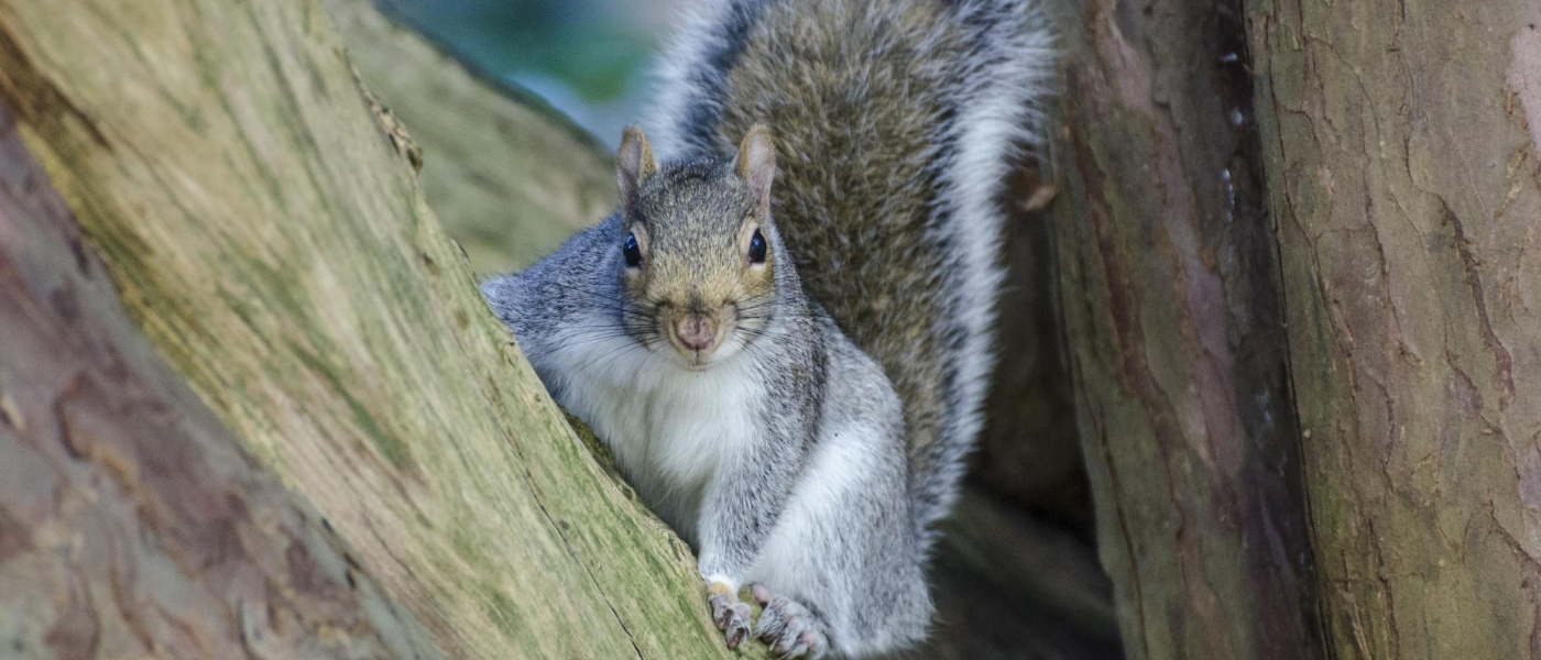 The Key to Successful Squirrel Removal: Preparation