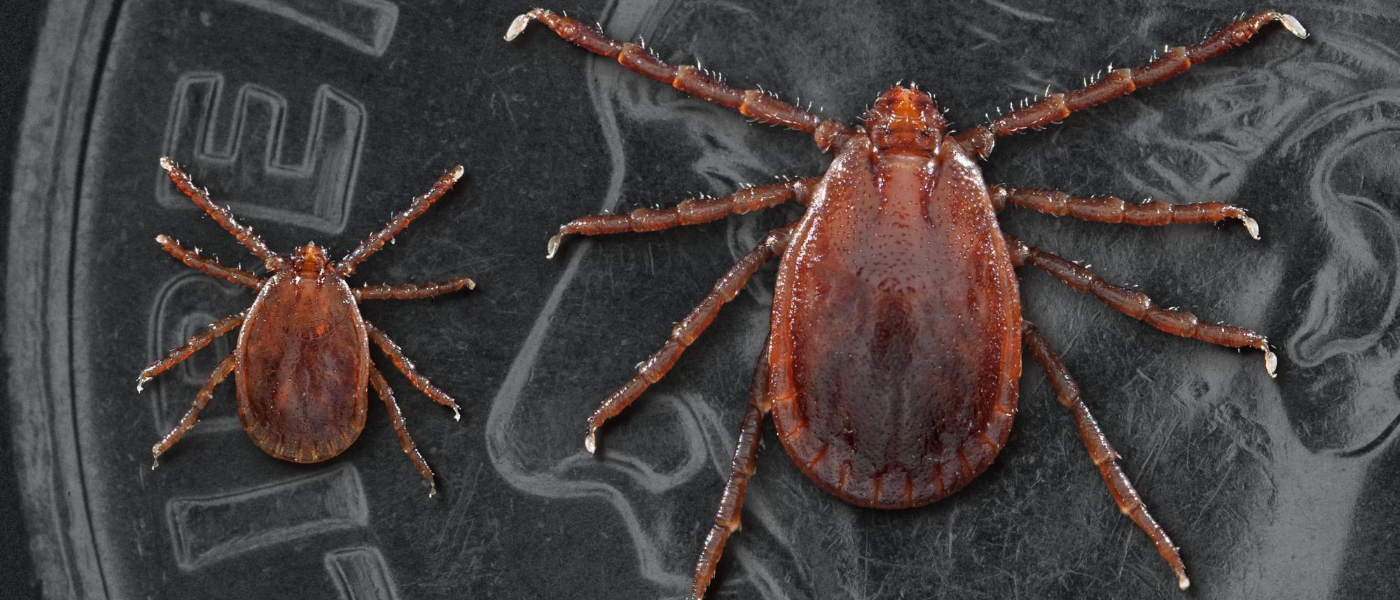 The Newest Tick Threat Asian Longhorned Tick