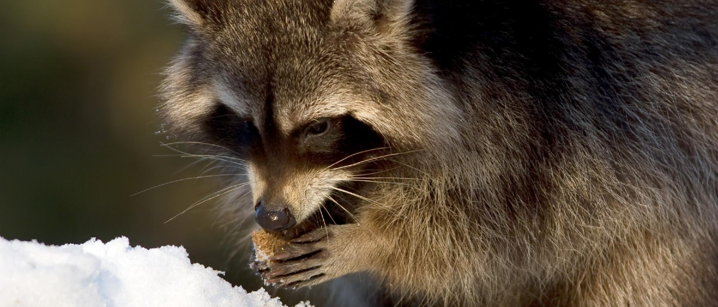 A raccoon scavenging for food on a winter day