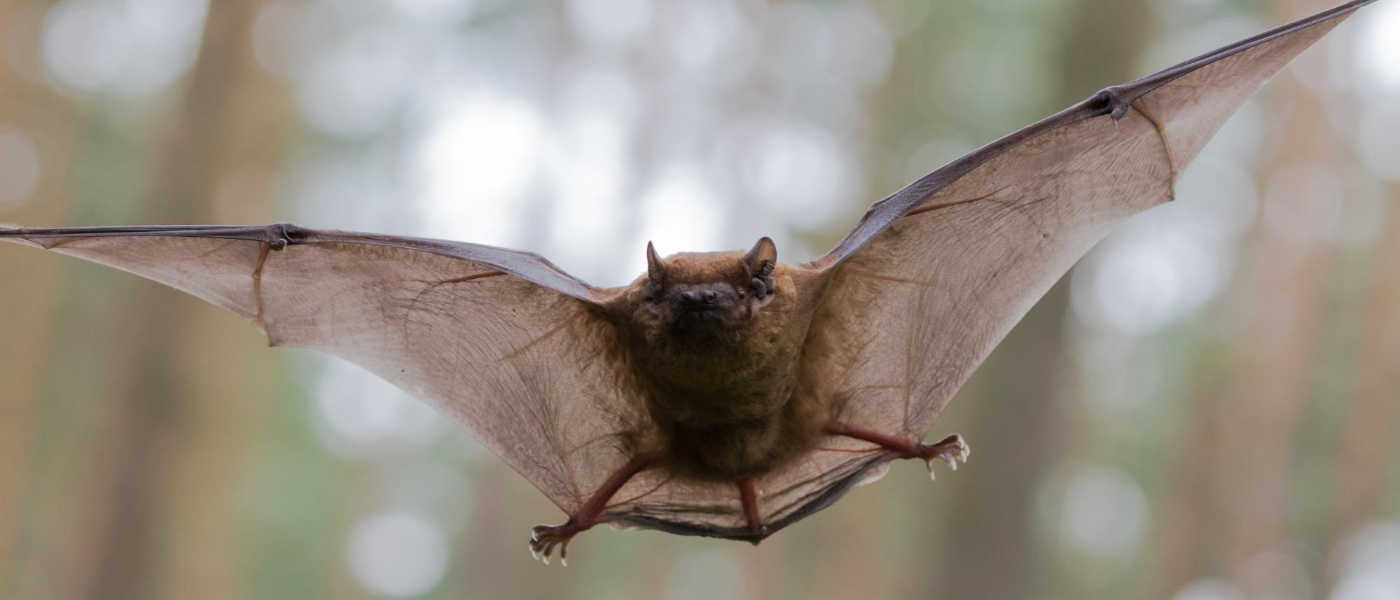 Winter Bat Exclusion in New England
