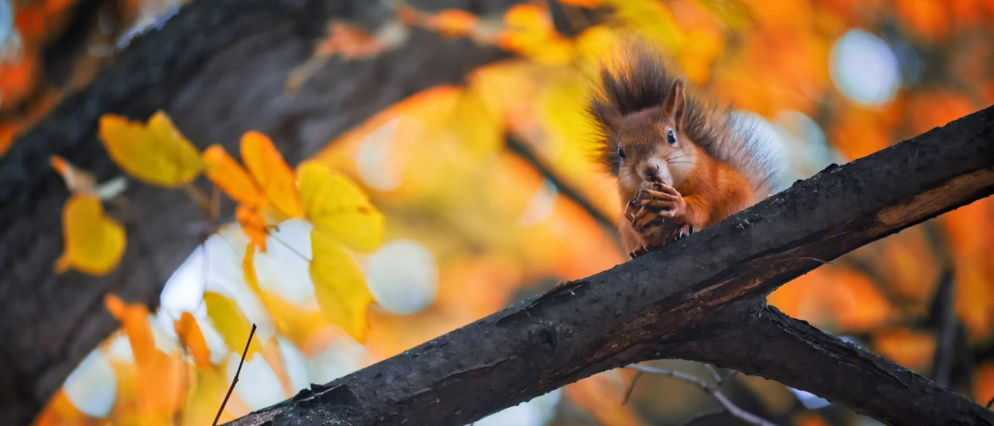  The Autumn Squirrel Surge in New England