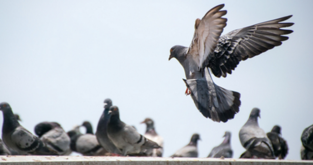 Bird Proofing: Keep Birds Out of Your Business | JP Pest Services