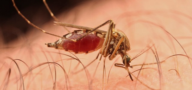 From DDT to DEET: Can We Just Eliminate Mosquitos For Good?