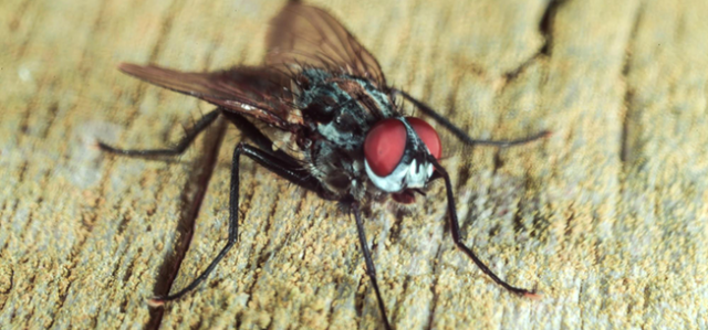 Life On Planet Earthworm: Where Those Annoying Swarms of Cluster Flies Really Start