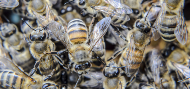 Honeybee Swarms: What To Do When You See One