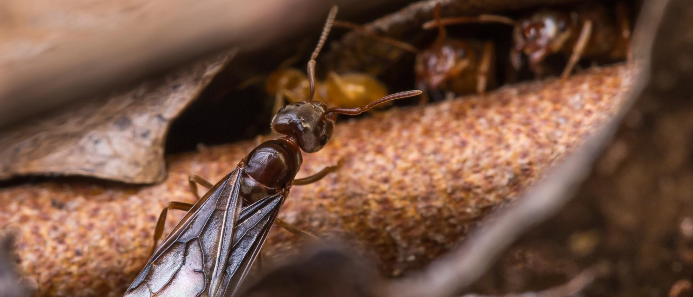 Termite Swarms? Maybe Not...