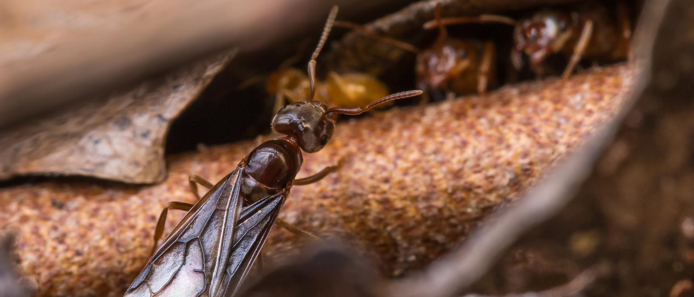 Termite Swarms? Maybe Not... 