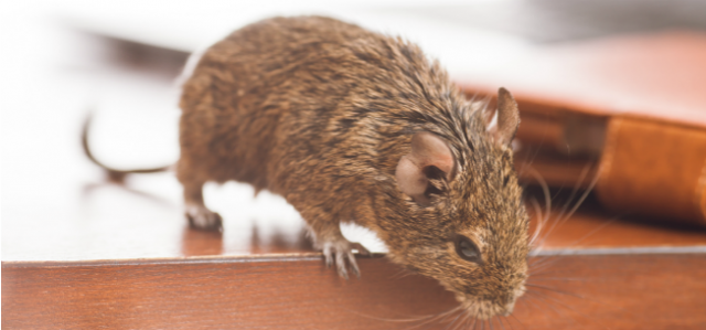 Your Urban Office Building Probably Has Mice