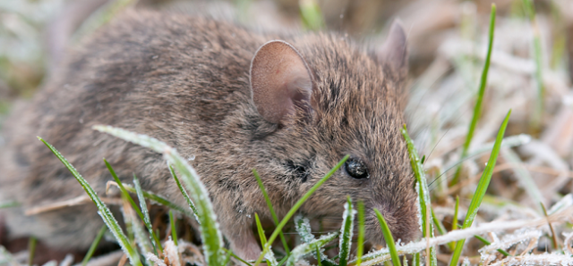 Mild Winters Lead To Booming Mice Populations
