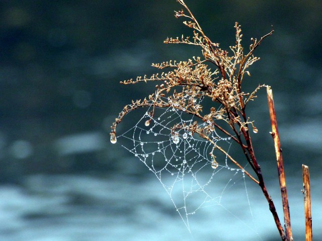 How Do Spiders Survive Winter In New England?