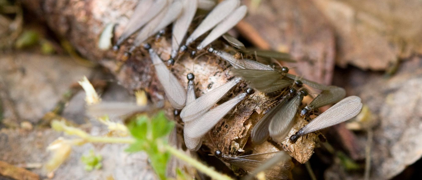 Termites swarming on a log