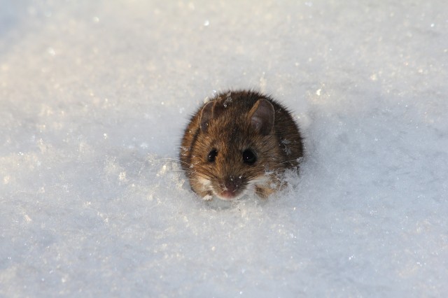 Winter Pests To Watch Out For In New England