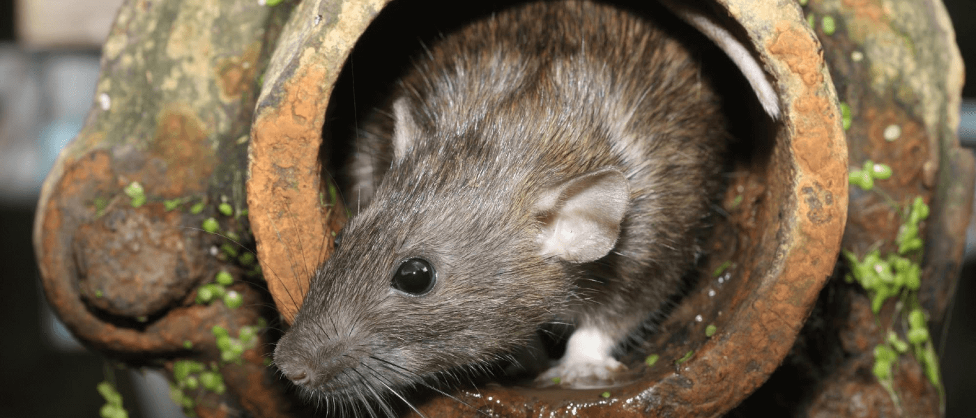 Are Urban Rats the Same as Rural Rats?