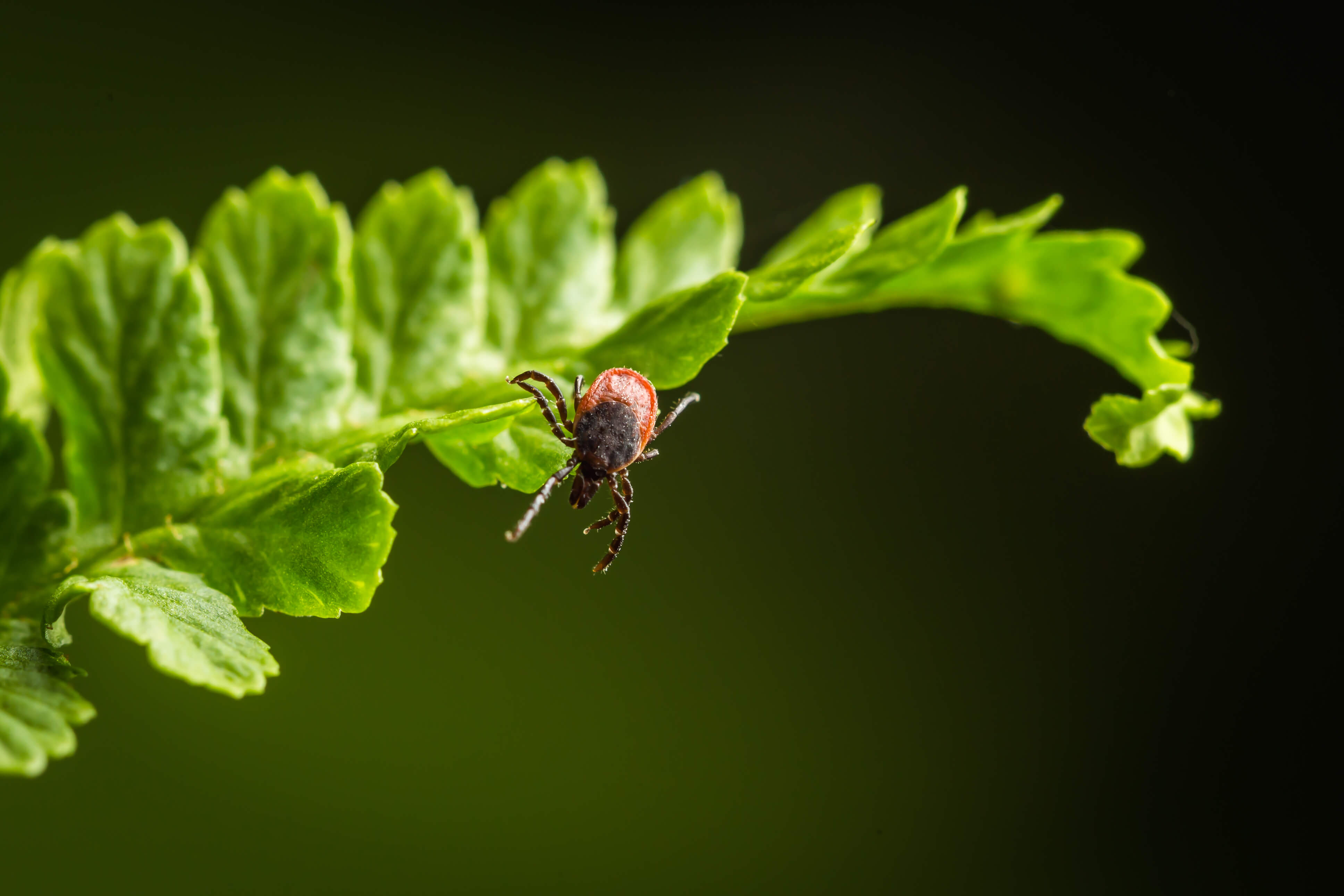 Tick crawling on a green leaf, against dark background.
