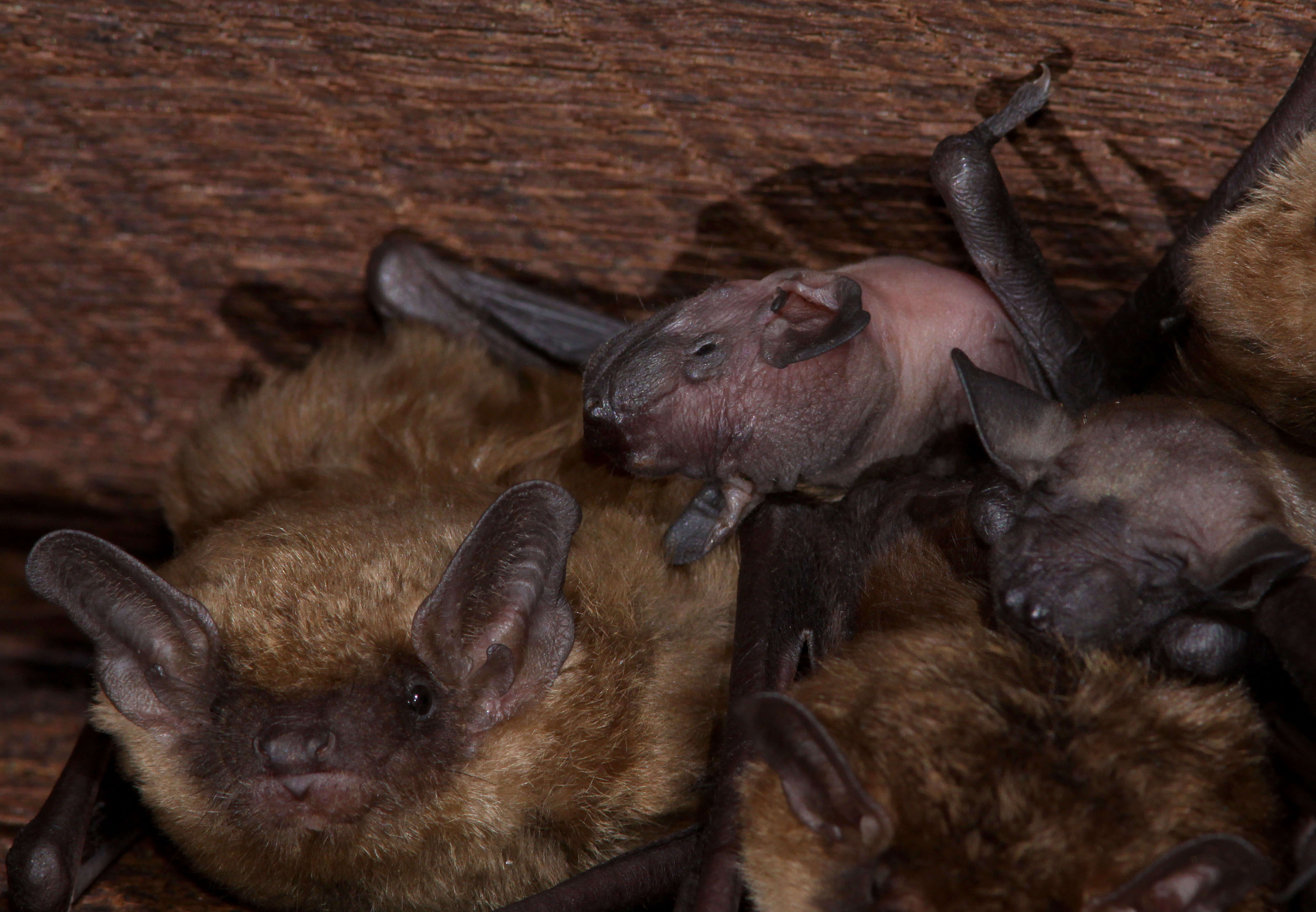 Bats resting together on a rough wooden surface.
