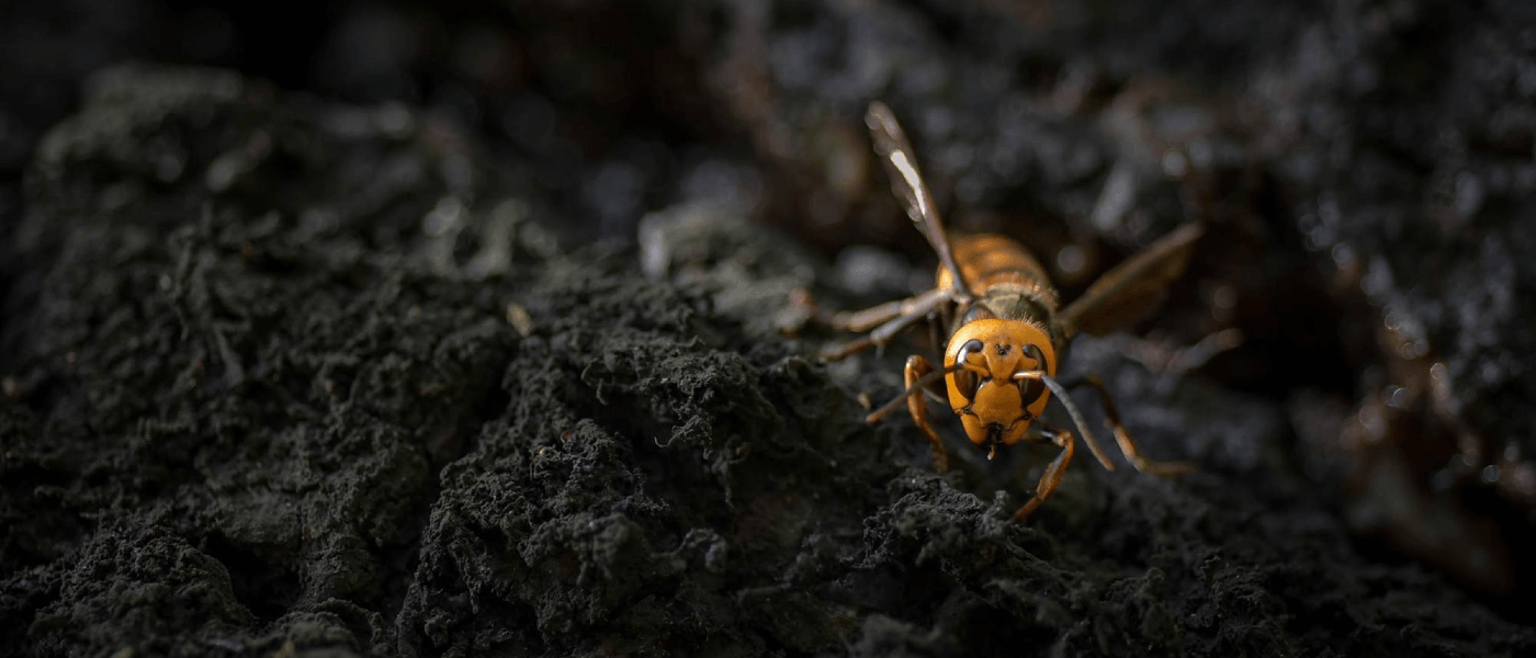 Asian Giant Hornets in the US: Here’s the Scoop from the Pros