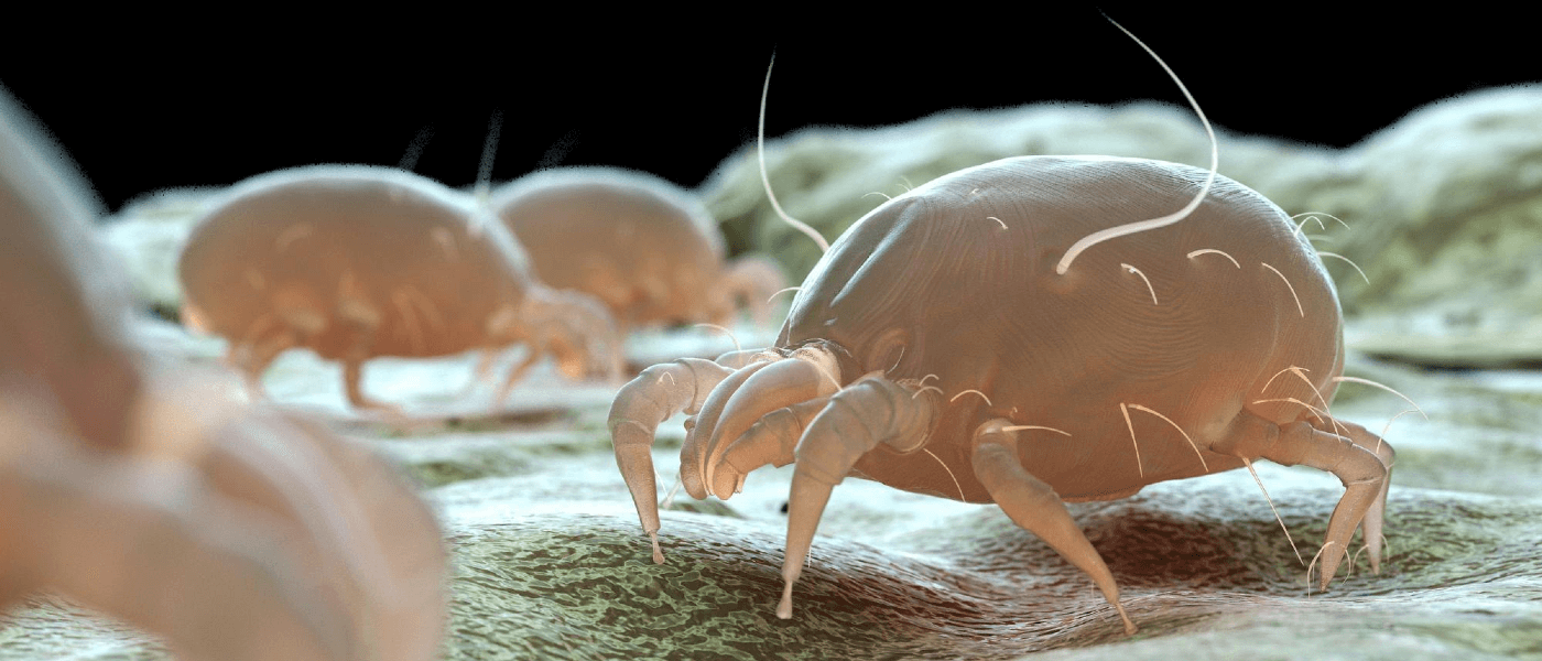 Bed Bugs vs. Dust Mites: What's the Difference?