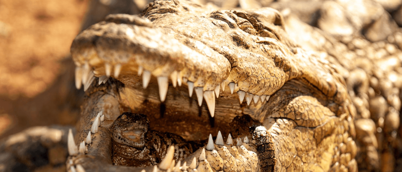 An alligator mother holding her young in her mouth