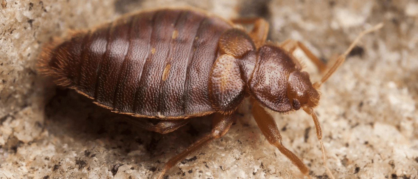 Do Bed Bugs Have a Season?