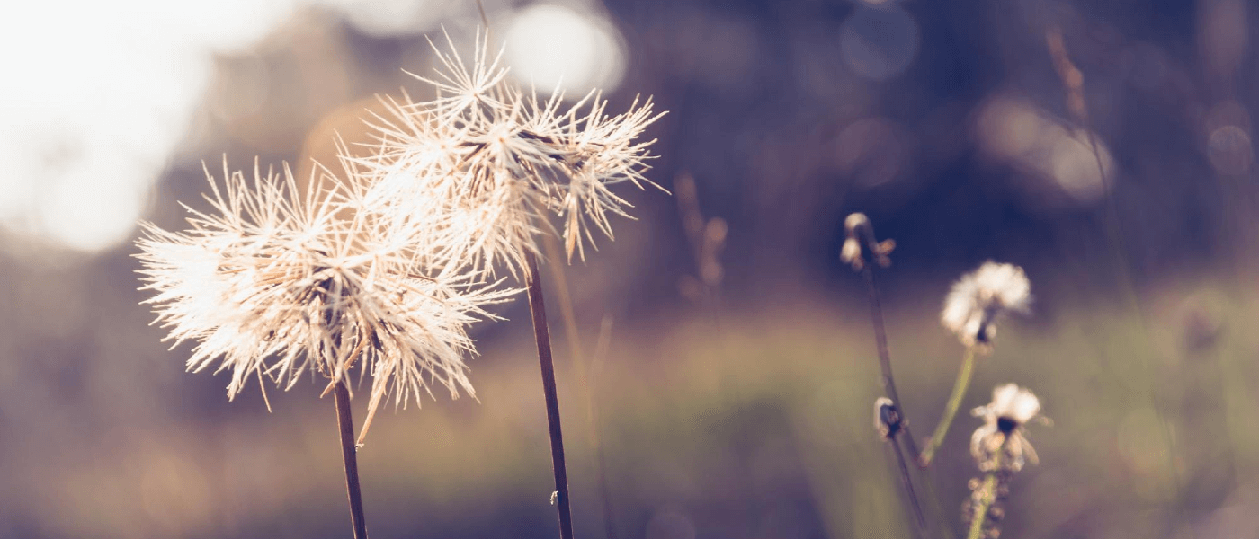 For the Love of Bees, Let Your Weeds Grow