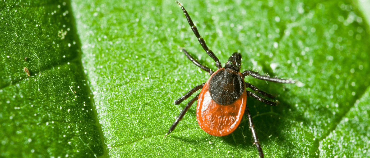 How Common is Lyme Disease in New England?