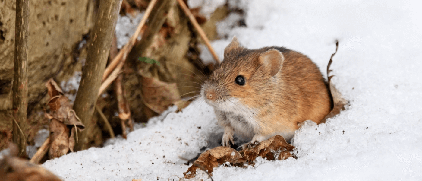 How Different Pests Survive the Winter