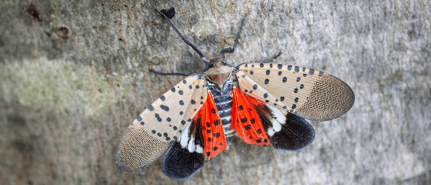 Invasive spotted lanternfly