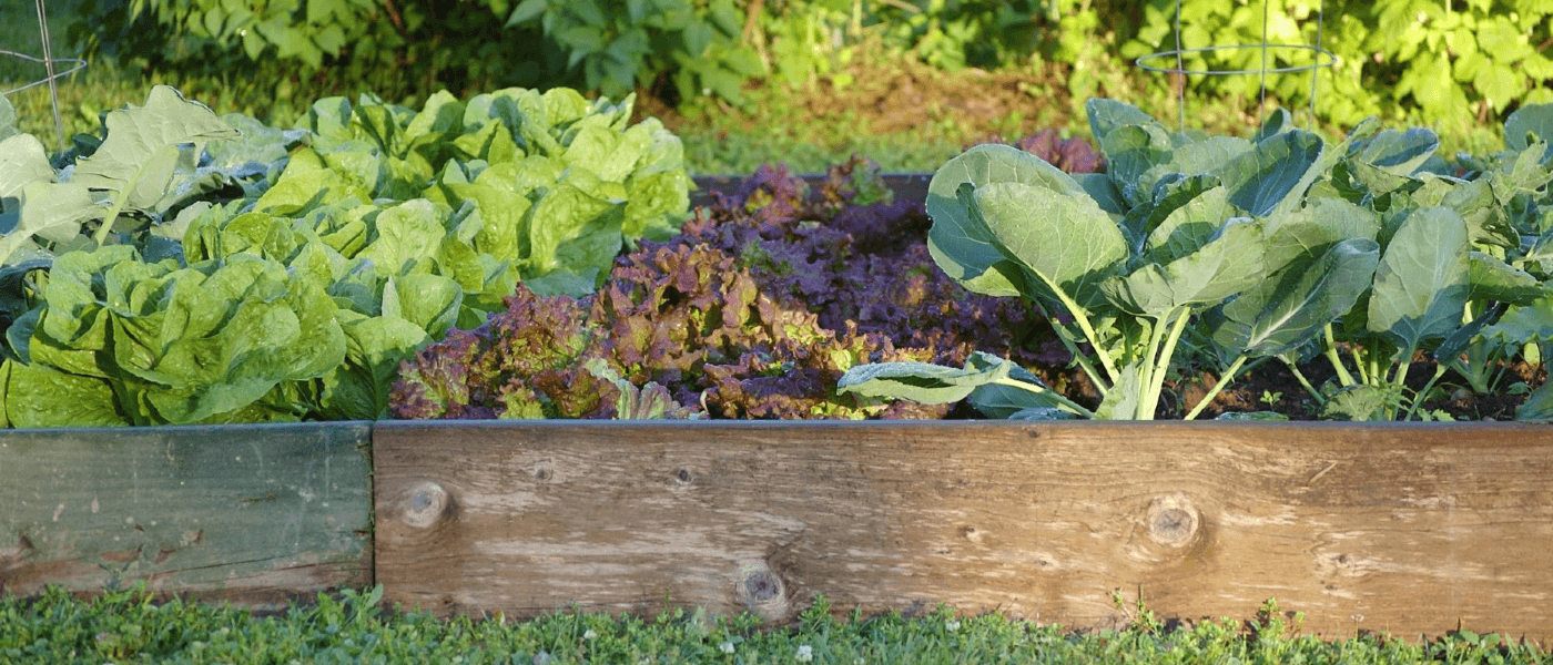 Keeping Pests Out of Your Veggie Garden