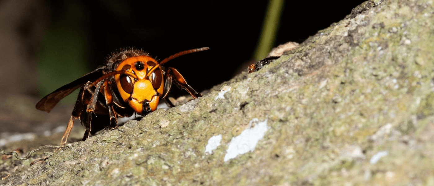 Meet the Asian Giant Hornet: aka ‘Murder Hornet’