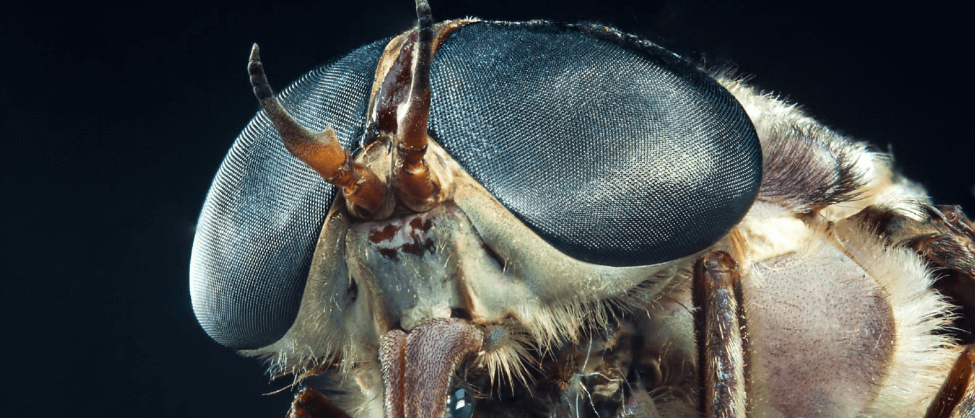 Meet the "Other" Flying Bloodsuckers