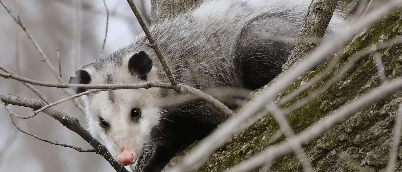 Opossums: Friends or Pests?